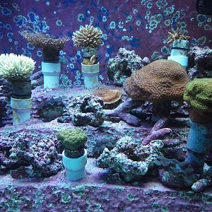 Coral Nursery