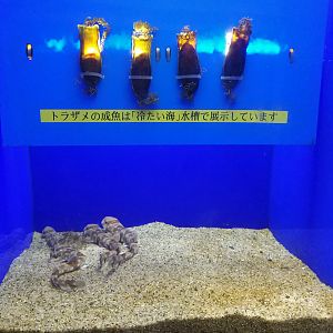 Shark Embryonic Development Display