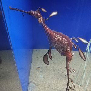 Sea Dragon