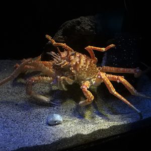 Japanese Deepwater Carrier Crab