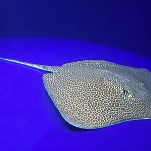 Leopard Whipray