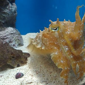 Broadclub Cuttlefish