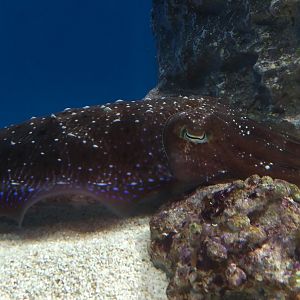 Broadclub Cuttlefish?