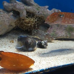 Kobi Cuttlefish and Japanese Bobtail Squid