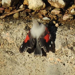 Wallcreeper