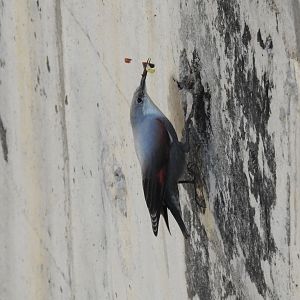 Wallcreeper