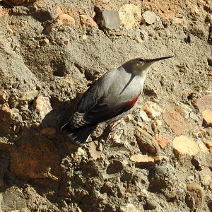 Wallcreeper