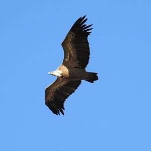 Griffon Vulture