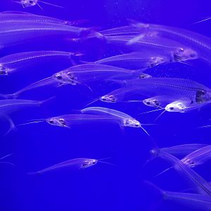 Glass Catfish