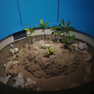 Mudskipper and Crab Exhibit