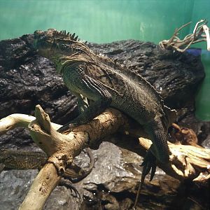 Soa-soa Water Lizard