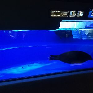 Baikal Seal Exhibit