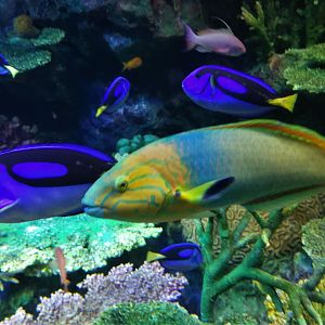Blue Tang and Banana Wrasse