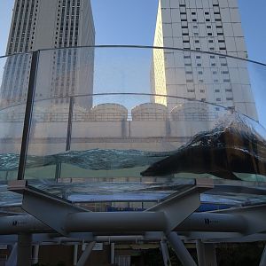 Californian Sea Lion Torus Tank