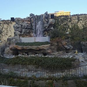 African Penguin Exhibit