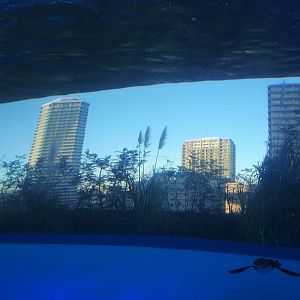 African Penguin Exhibit