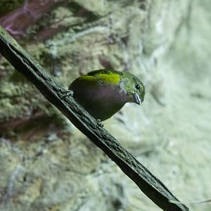 Golden-sided Euphonia- Euphonia cayennensis