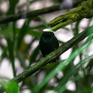 White-crowned Manakin- Dixiphia pipra