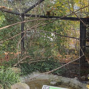 Prevost squirrel outdoor enclosure