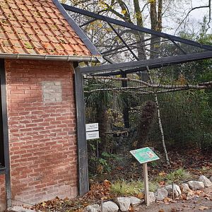 Winter-enclosure Squirrel monkeys