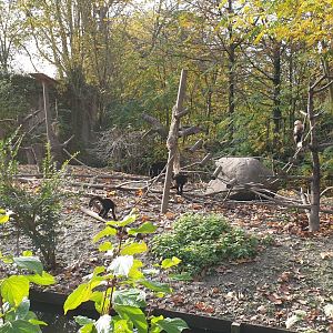 White-throated capuchin island