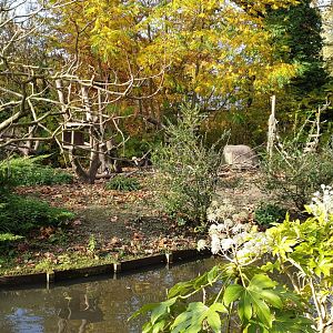 White-throated capuchin island