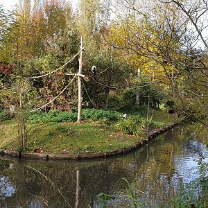 Black and white ruffed lemur island