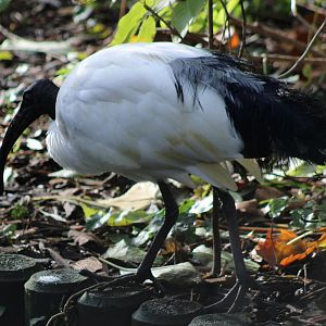 Sacred ibis