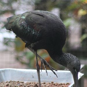 Glossy ibis