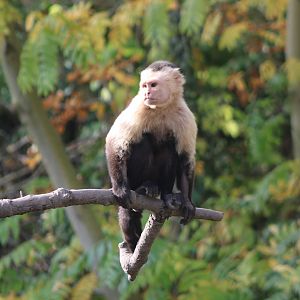 White-throated capuchin