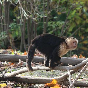 White-throated capuchin