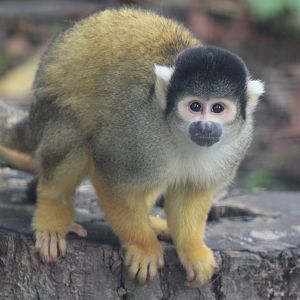 Squirrel monkey