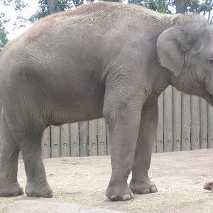 Asian Elephant