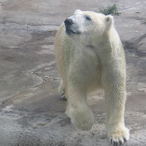 Polar Bear