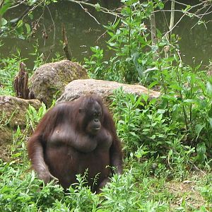 Bornean Orangutan, Gambira, Paignton June 2009