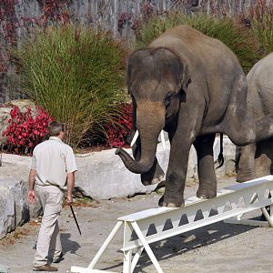 George the elephant at the african lion safari