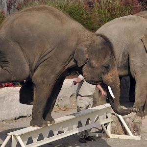 George the elephant at the african lion safari