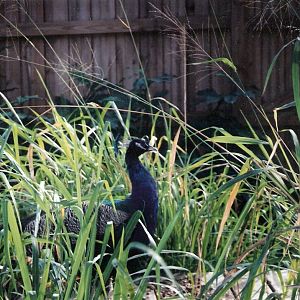 Blue Peafowl