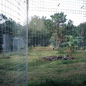 Tiger Enclosure