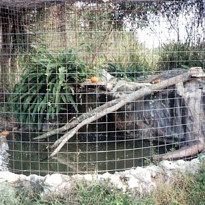 Fishing Cat Enclosure