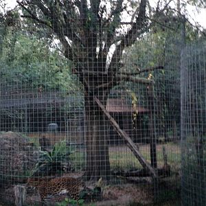 Leopard Enclosure