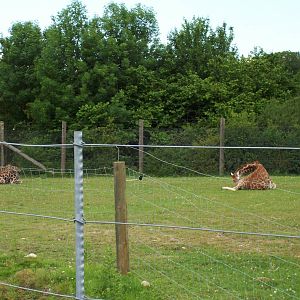 Young Giraffes, June 11 2009