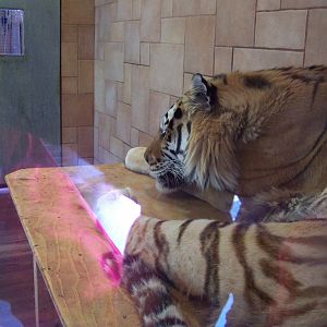 Amur tiger close, June 11, 2009