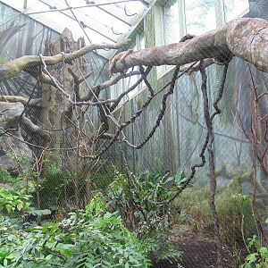 South American Monkey Exhibit:Rainforest Exhibit