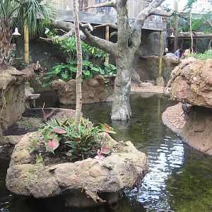 Rainforest Exhibit