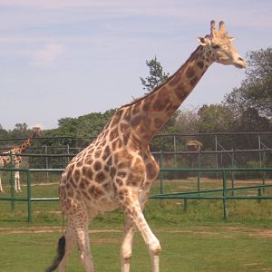 Baringo Giraffe