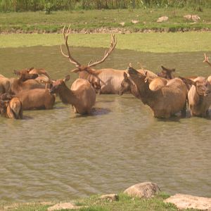 Elk Herd