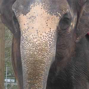Asian Elephant
