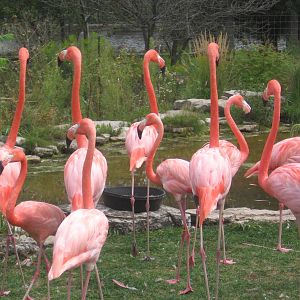 Flamingos
