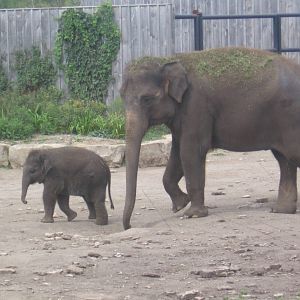Asian Elephants